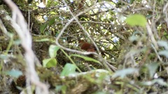 Cranioleuca marcapatae marcapatae