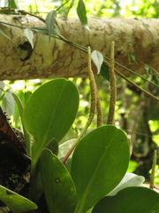 Peperomia obtusifolia