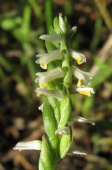 Spiranthes lucida