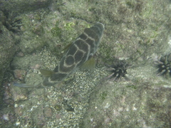 Sphoeroides annulatus