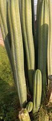 Trichocereus macrogonus pachanoi