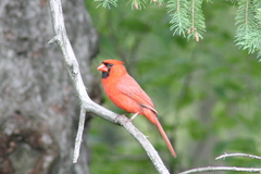 Cardinalis cardinalis