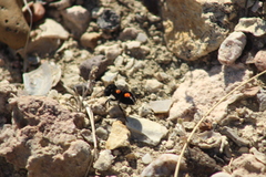 Atillum stygium