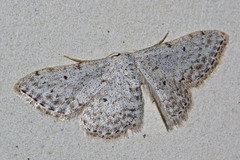 Idaea albitorquata