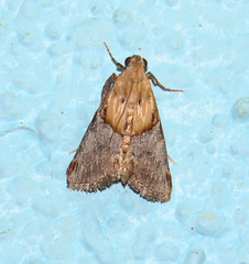 Cacozelia basiochrealis