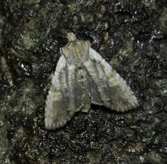 Lithophane hemina