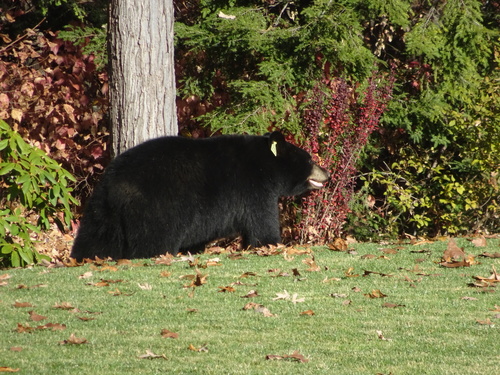 American Black Bear photographed in Connecticut