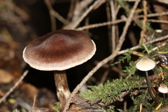 Inocybe assimilata