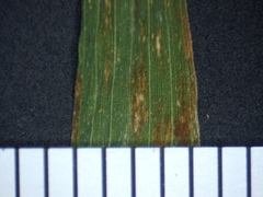 Muhlenbergia mexicana