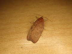 Phaeosaces coarctatella