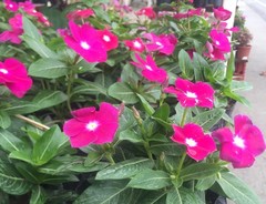 Catharanthus roseus