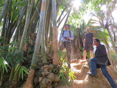 Dendrocalamus giganteus