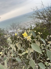 Capparicordis crotonoides