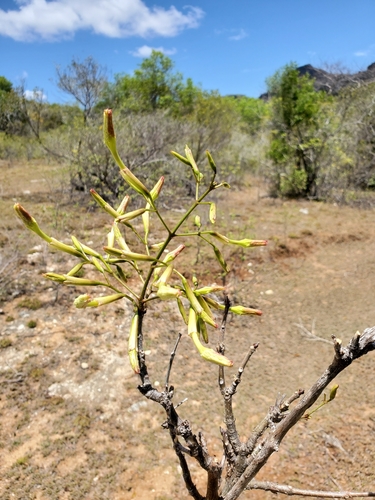 Stereospermum undatum image