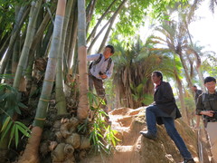 Dendrocalamus giganteus