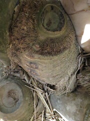 Dendrocalamus giganteus