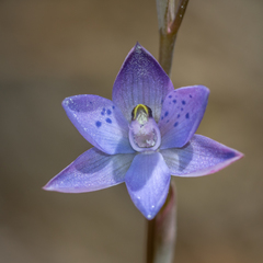 Thelymitra × truncata