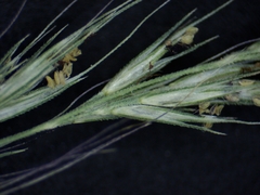 Muhlenbergia mexicana