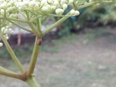 Mulsantina mexicana
