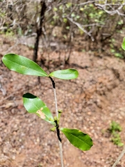 Coptosperma mitochondrioides