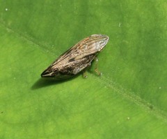 Clovia