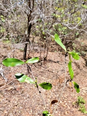 Coptosperma mitochondrioides