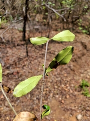 Coptosperma mitochondrioides