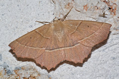Gerinia honoraria