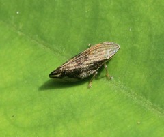 Clovia
