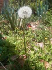 Taraxacum officinale