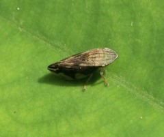 Clovia