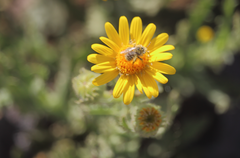 Diadasia chilensis