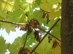 Acer diabolicum