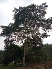 Parkia timoriana