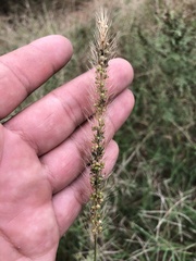 Setaria scheelei