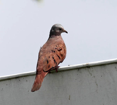 Columbina talpacoti