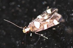 Limnaecia tetraplanetis