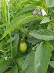 Solanum muricatum