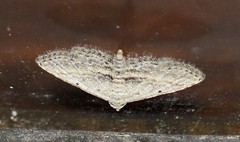 Araeopteron canescens