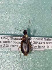 Cymindis limbata
