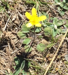 Ranunculus multiscapus