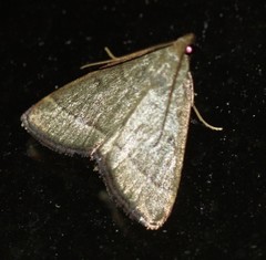 Hypsopygia decoloralis