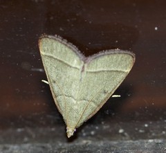 Hypsopygia decoloralis