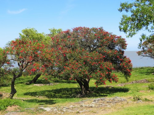 Erythrina crista-galli