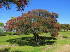 Erythrina crista-galli