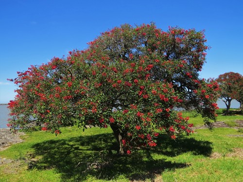 Erythrina crista-galli