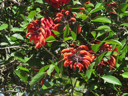 Erythrina crista-galli