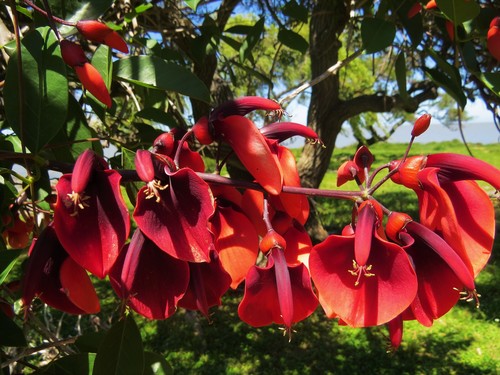 Erythrina crista-galli