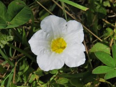 Nierembergia rivularis
