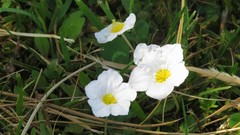 Nierembergia rivularis